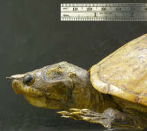 Image of Keeled Musk Turtle