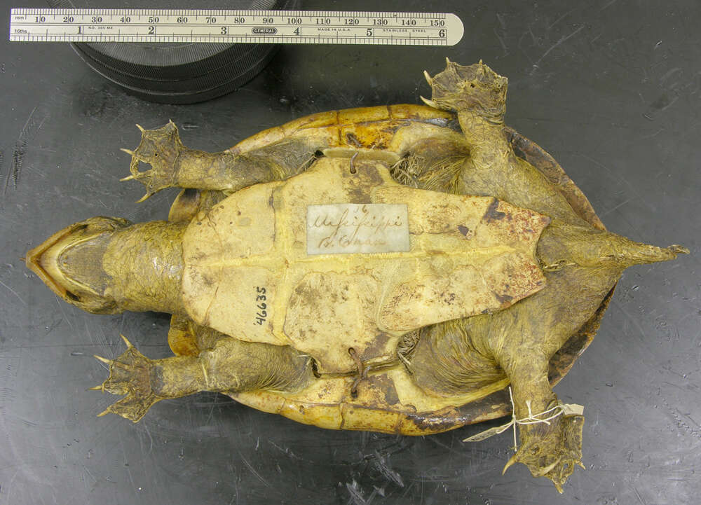 Image of Keeled Musk Turtle