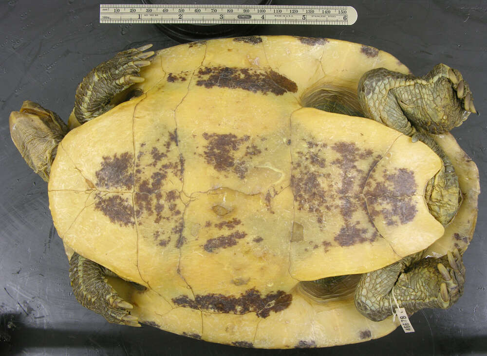 Image of <i>Trachemys scripta hiltoni</i> Carr 1942