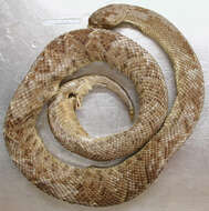 Image of Basilisk Rattlesnake