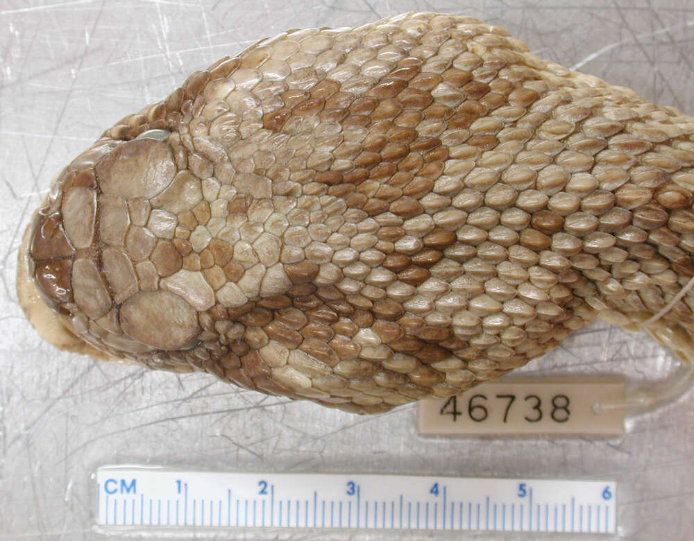 Image of Basilisk Rattlesnake