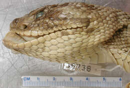 Image of Basilisk Rattlesnake