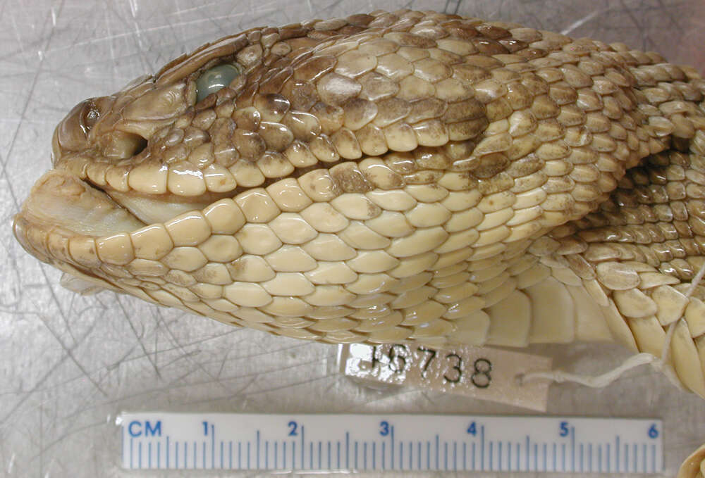 Image of Basilisk Rattlesnake