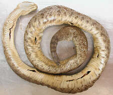 Image of Basilisk Rattlesnake