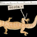 Sivun Pachydactylus kobosensis Fitzsimons 1938 kuva