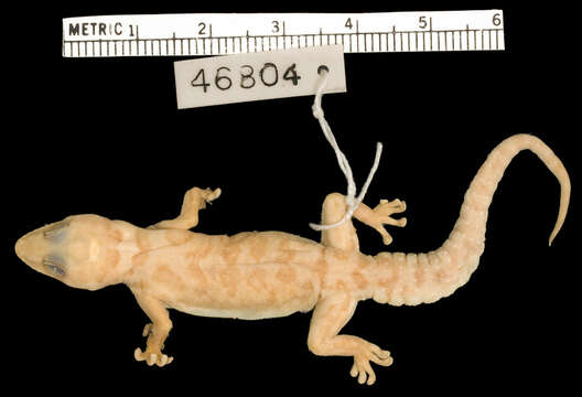 Image of Pachydactylus kobosensis Fitzsimons 1938