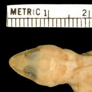 Image of Pachydactylus kobosensis Fitzsimons 1938