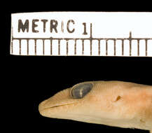 Image of Pachydactylus kobosensis Fitzsimons 1938