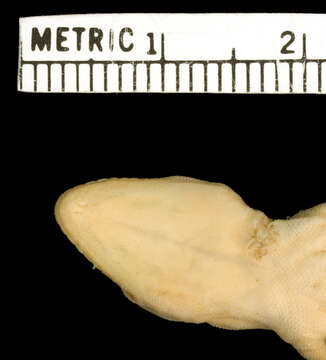 Image of Pachydactylus kobosensis Fitzsimons 1938