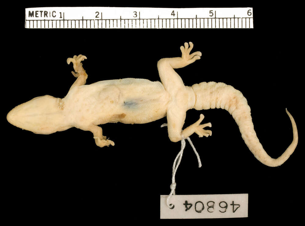 Image of Pachydactylus kobosensis Fitzsimons 1938