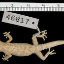 Image de Pachydactylus acuminatus Fitzsimons 1941