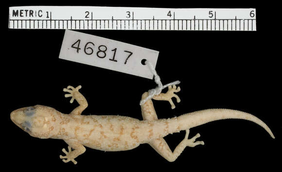 Sivun Pachydactylus acuminatus Fitzsimons 1941 kuva