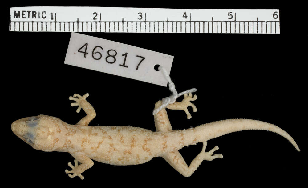 Image of Pachydactylus acuminatus Fitzsimons 1941