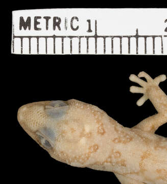 Pachydactylus acuminatus Fitzsimons 1941 resmi