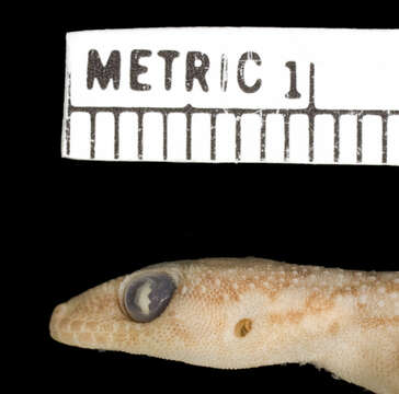 Pachydactylus acuminatus Fitzsimons 1941 resmi