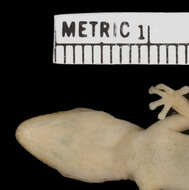 Pachydactylus acuminatus Fitzsimons 1941 resmi