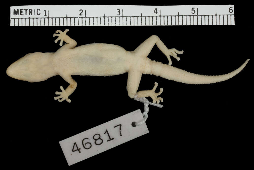 Image of Pachydactylus acuminatus Fitzsimons 1941
