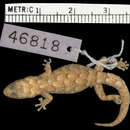 Image of Namaqua Leaf-toed Gecko