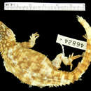Image of Campbell’s Girdled Lizard
