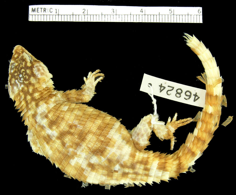 Image of Campbell’s Girdled Lizard