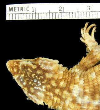 Image of Campbell’s Girdled Lizard