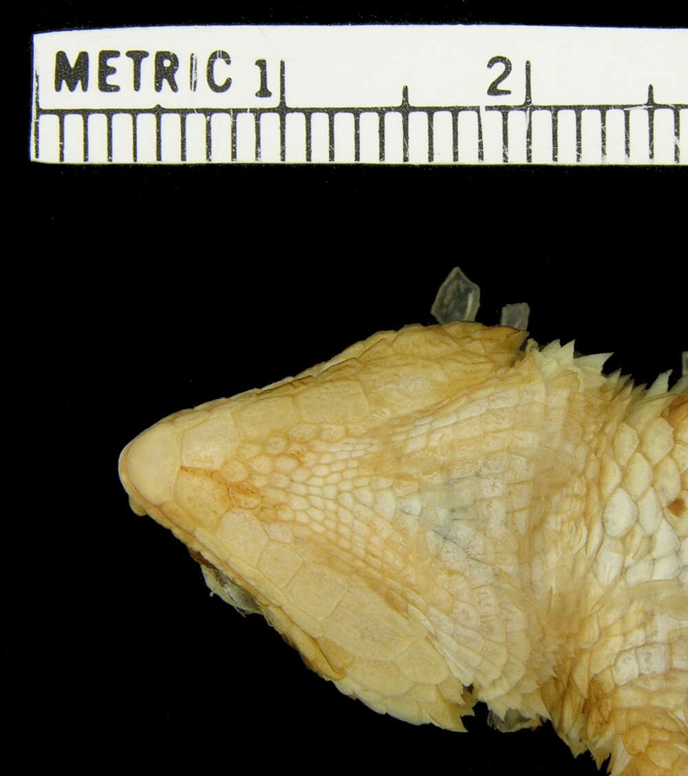 Image of Campbell’s Girdled Lizard