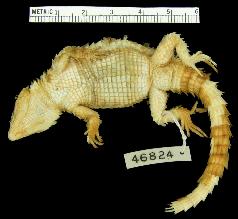 Image of Campbell’s Girdled Lizard