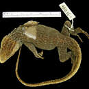 Image of Lang's Crag Lizard