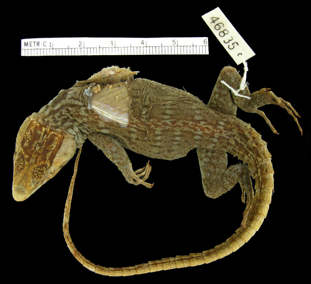 Image of Lang's Crag Lizard