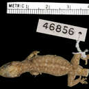 Sivun Pachydactylus scutatus angolensis Loveridge 1944 kuva