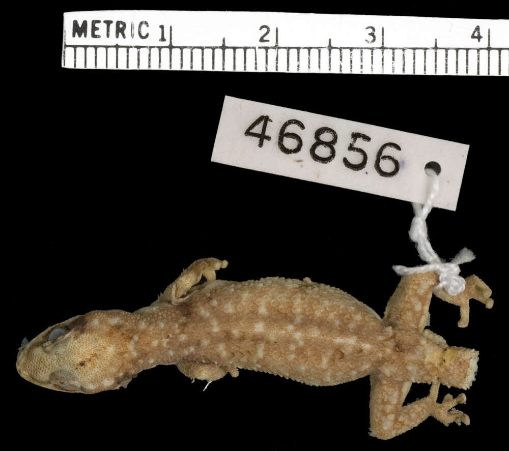 Image of Large-scaled gecko