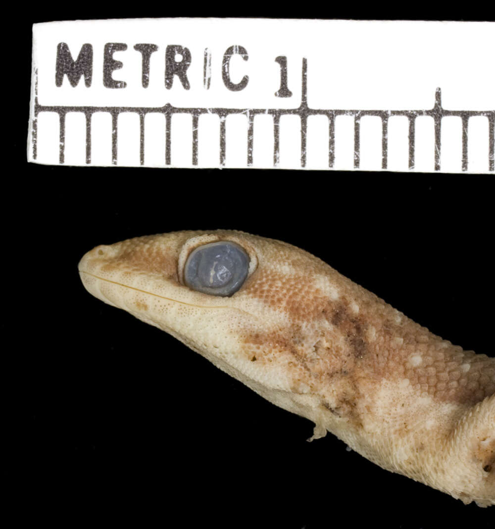 Image of Large-scaled gecko