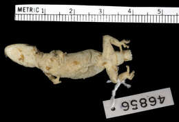 Image of Large-scaled gecko