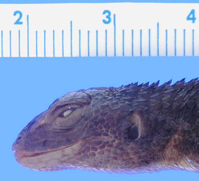 Image of Asperous Spiny Lizard