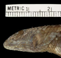 Image of Sceloporus torquatus Wiegmann 1828