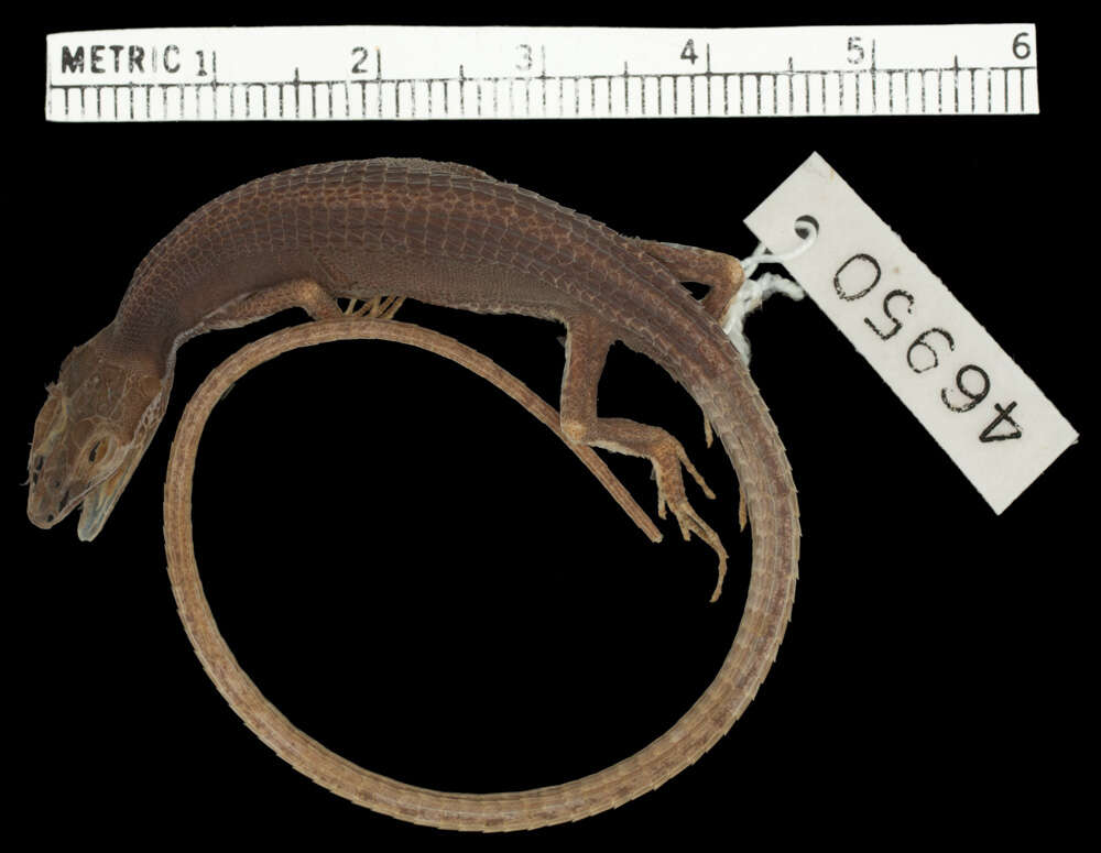 Image of Takydromus intermedius Stejneger 1924