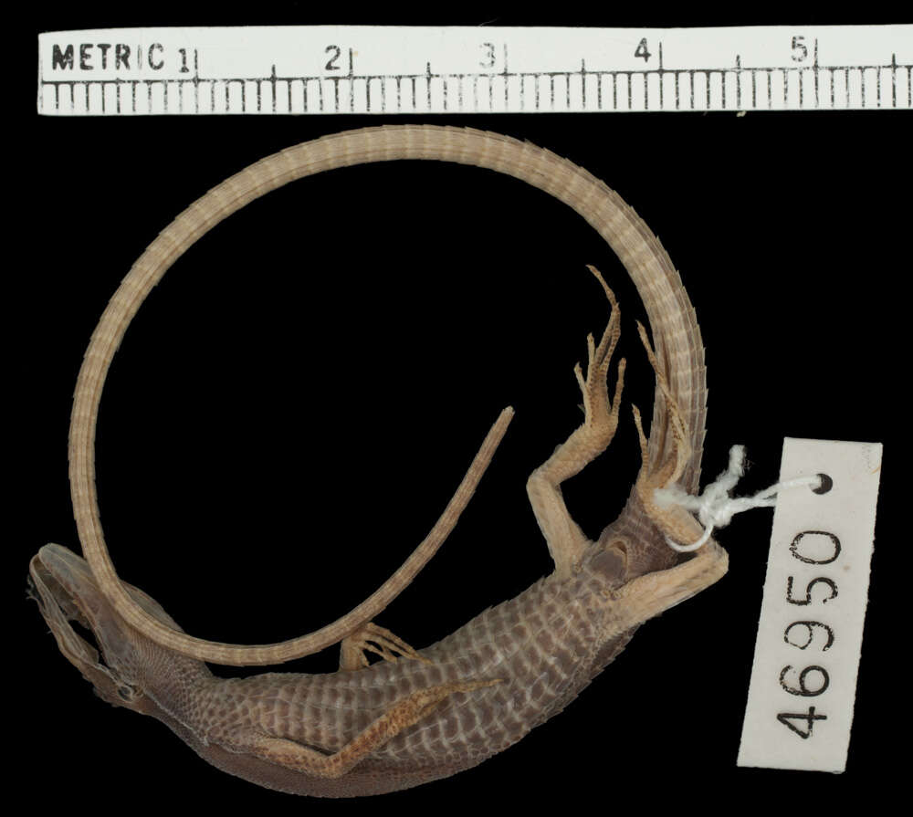 Image of Takydromus intermedius Stejneger 1924