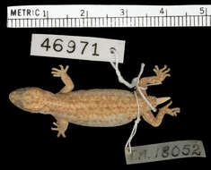 Image of Calvinia Thick-toed Gecko