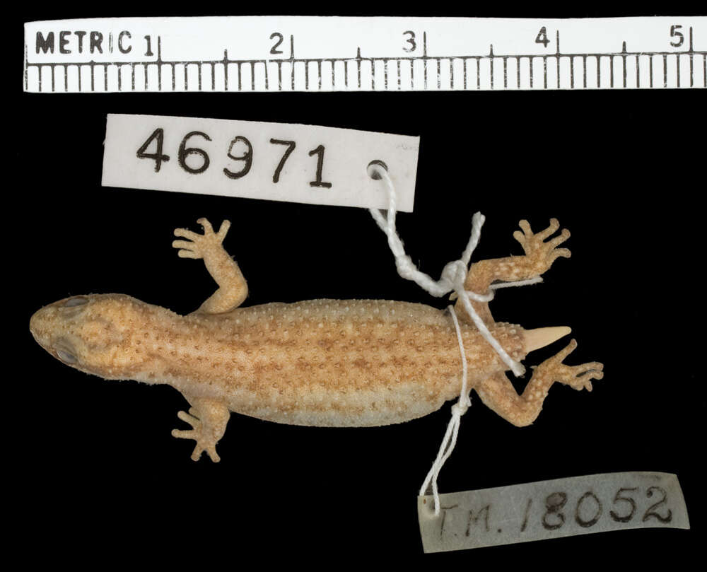 Image of Calvinia Thick-toed Gecko