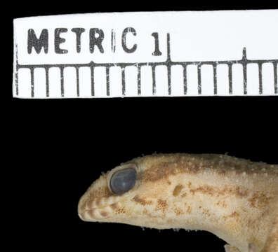 Image of Calvinia Thick-toed Gecko