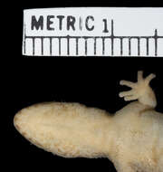 Image of Calvinia Thick-toed Gecko