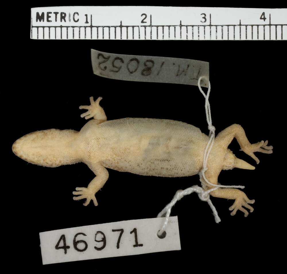 Image of Calvinia Thick-toed Gecko