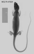 Image of Brazilian Bush Anole