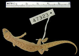 Image of Hemidactylus squamulatus barbouri Loveridge 1942