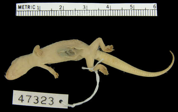 Image of Hemidactylus squamulatus barbouri Loveridge 1942