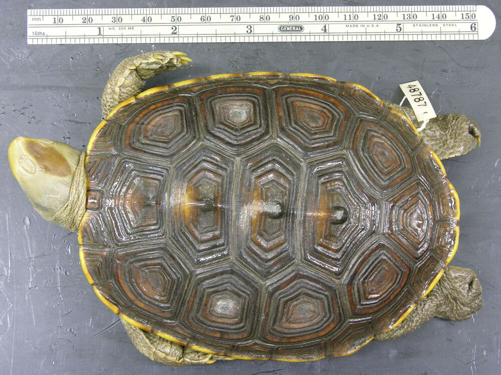 Image of Malaclemys terrapin tequesta Schwartz 1955