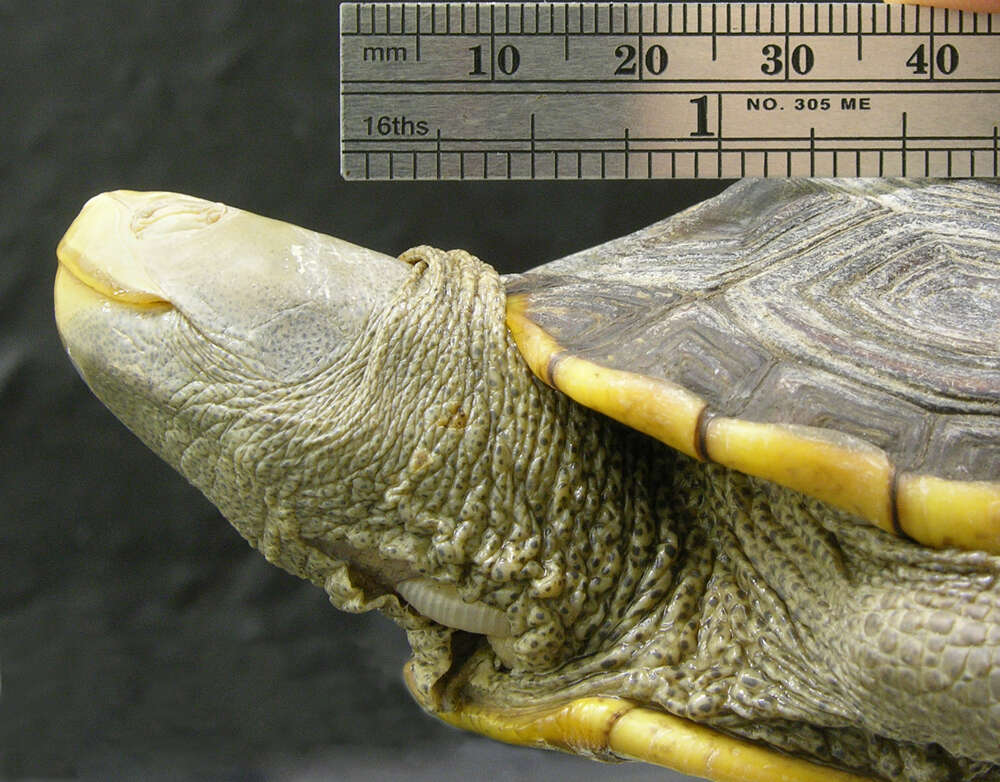 Image of Malaclemys terrapin tequesta Schwartz 1955