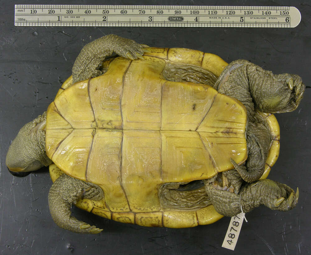 Image of Malaclemys terrapin tequesta Schwartz 1955