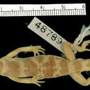 صورة Coleonyx variegatus utahensis Klauber 1945