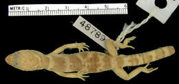 صورة Coleonyx variegatus utahensis Klauber 1945